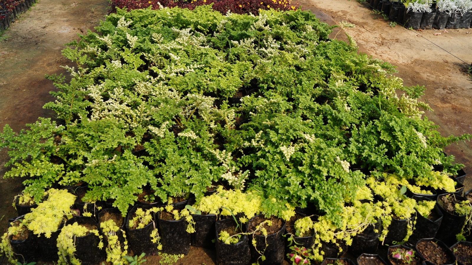 WhatsApp Image 2025-09-26 at 08.51.54