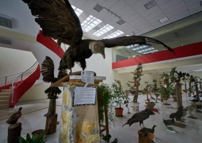 Museo de Historia Natural